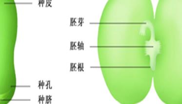 蚕豆种子结构图 生物蚕豆种子结构图