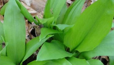 野韭菜的营养价值和药用价值（野韭菜与韭菜营养功效有区别吗）