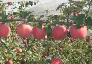 苹果夏季栽培管理重点（苹果栽培管理技术要点）