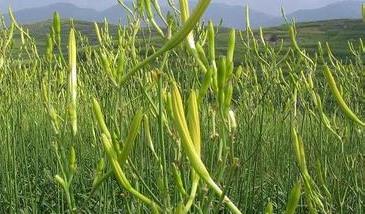 黄花菜的病虫防治方法（黄花菜病虫害怎样防治）