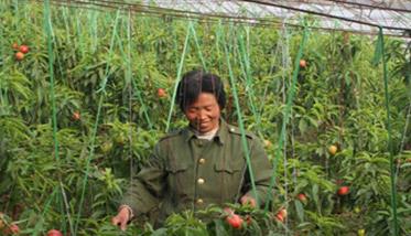 温室油桃种植技术及定植后的管理 温室油桃坐果管理