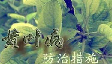 苹果黄叶病症状表现 苹果黄叶病是缺乏什么元素