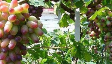 美人指葡萄栽培技术与管理方法 美人指葡萄怎么种植