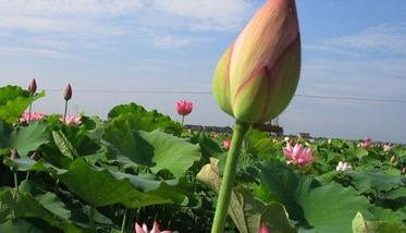 湘莲种植技术要点与种植步骤（湘莲种子怎么种植技术）