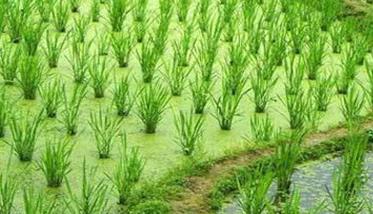 怎样种好茭瓜，茭瓜种植技术须知 怎样种好茭瓜,茭瓜种植技术须知图片