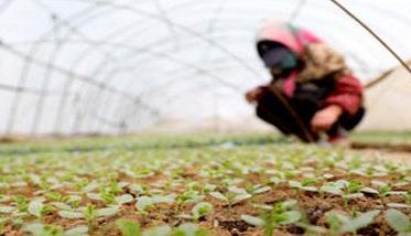 甜瓜定植后管理技术：肥水管理、温度管理等