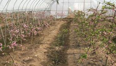 水蜜桃大棚种植技术 水蜜桃种植园