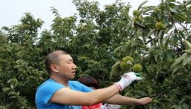 板栗密植园每亩定植多少棵 板栗密植园每亩定植多少棵苗