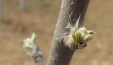 苹果树几月份萌芽 苹果树什么时候萌芽