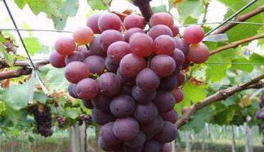 葡萄生产对自然环境条件有哪些要求 葡萄生长对环境条件有什么要求?