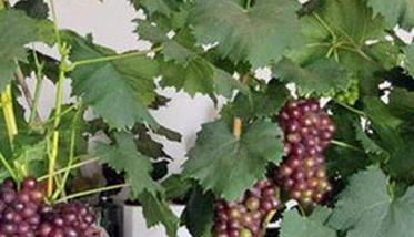 盆栽葡萄种植技术须知 葡萄栽植方法