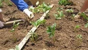 草莓种植方法简介（草莓种子的种植方法和技术）