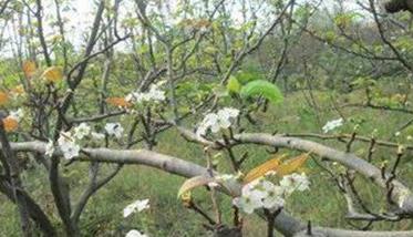 防止成年果樹(shù)秋季開(kāi)花的措施（果樹(shù)冬季開(kāi)花）