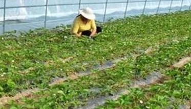 草莓可以用除草剂吗 草莓可以打除草剂吗