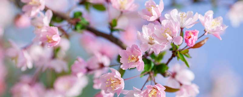 海棠花的外貌和特点 介绍海棠花的外貌特征