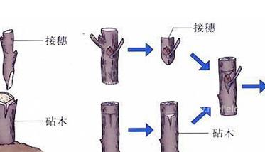 枣树如何嫁接 枣树如何嫁接成活率高