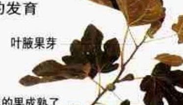 盆栽无花果怎么修剪（盆栽无花果怎么修剪换换盆）