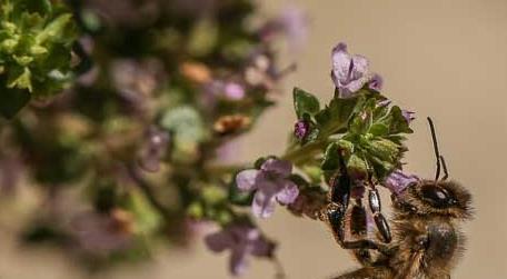 冬天蜜蜂还采花酿蜜吗 蜜蜂冬天采蜜么