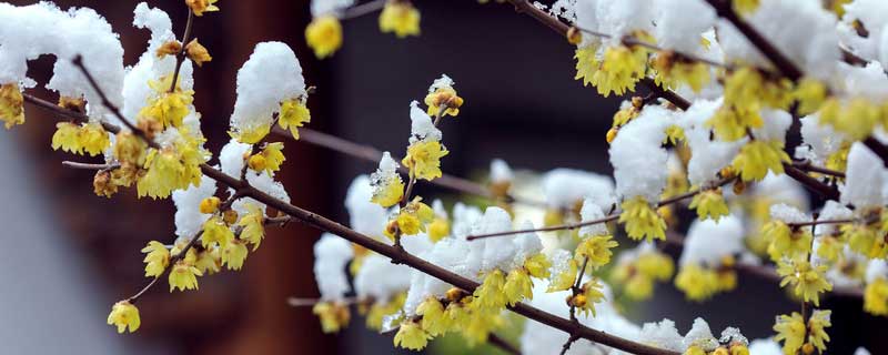 刚买的腊梅花怎么缓苗（腊梅花幼苗怎样移栽）