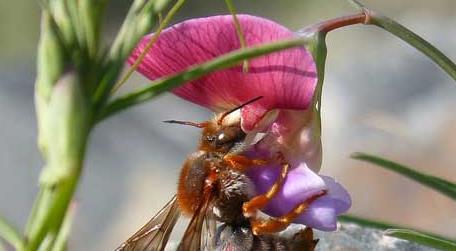 野生蜜蜂