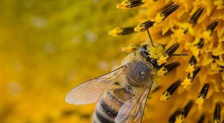 蜜蜂的生物学特性