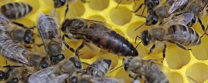 蜂王是几倍体的生物（蜜蜂中蜂王是二倍体）