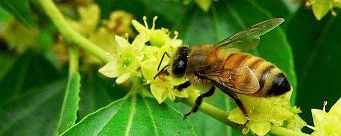 枣花蜜中毒有什么办法（蜜蜂采枣花蜜中毒如何解决）