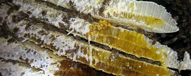土蜂什么时候割蜜最好 土蜂一年割几次蜜最合适