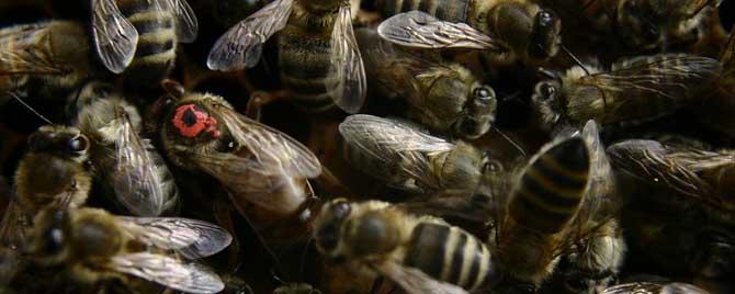 如何判断蜜蜂介王成功 中蜂介意蜂王能成功吗