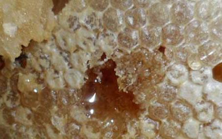 土蜂蜜 土蜂蜜和普通蜂蜜的区别
