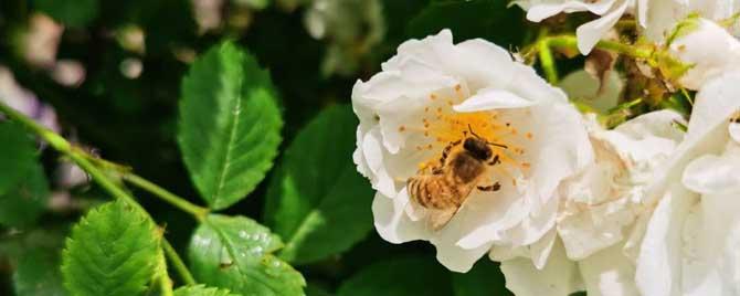 蜜蜂最喜歡什么顏色（蜜蜂最喜歡什么顏色的蜂箱）