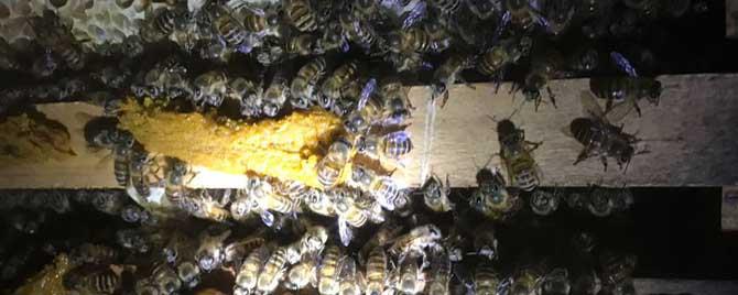 冬季蜜蜂为什么死那么多（冬天为什么蜜蜂死的多）