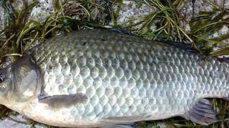 釣鯽魚實用技巧大全 釣鯽魚的小技巧