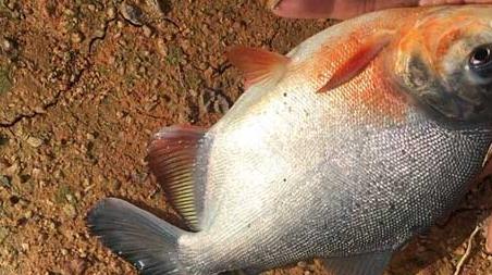 淡水白鯧是釣底還是釣浮 釣淡水白鯧釣底還是釣浮