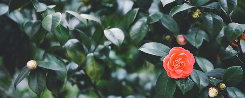 茶花怎么养才长得好，茶花什么时候开花