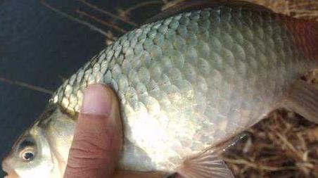 釣鯽魚