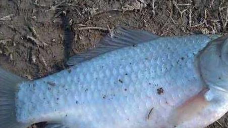 野釣鯽魚