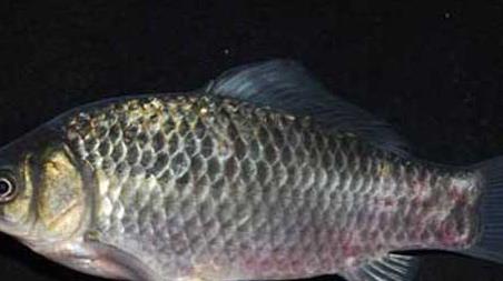 野釣鯽魚