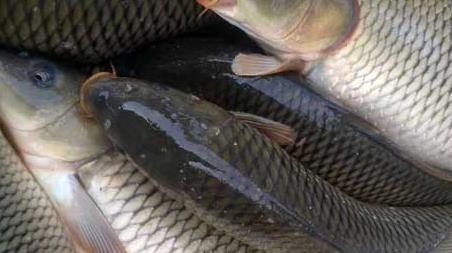 釣鯉魚