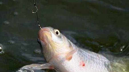 釣鯉魚