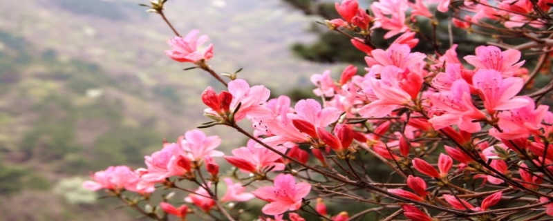 杜鹃花的花期有多长时间 杜鹃花开花时间多长