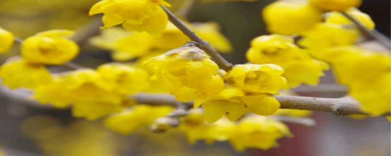 腊梅花什么时候开花（腊梅花什么时候开花季节）