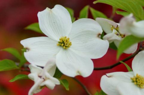 dogwood是什么树