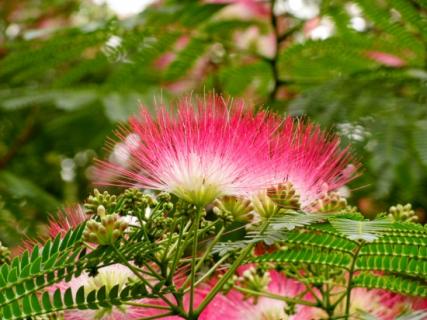 芙蓉树 芙蓉树种在院子里好吗