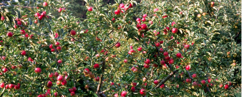 苹果怎样剪枝才能形成结果枝 苹果结果枝的修剪