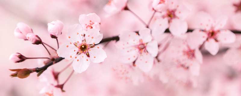 櫻花什么時候開花 日本富士山的櫻花什么時候開花