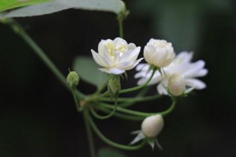 萬里香花養(yǎng)殖方法