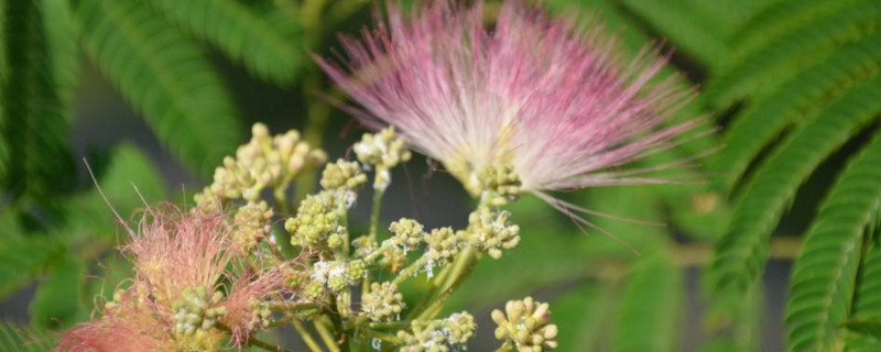 芙蓉树花的功效 芙蓉树花的功效与作用