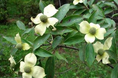 dogwood是什么树