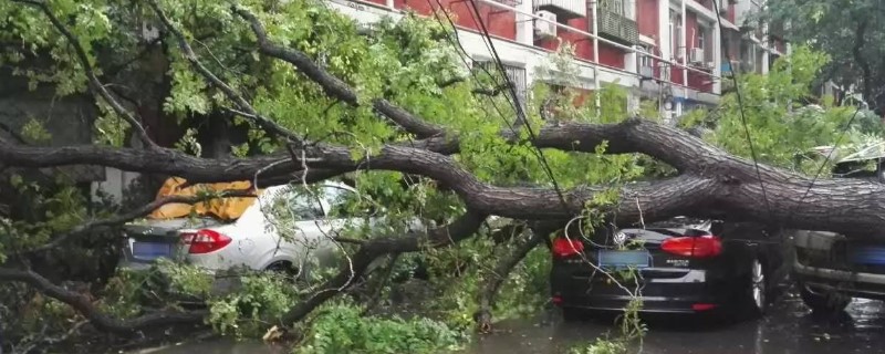 車被樹砸了找誰啊